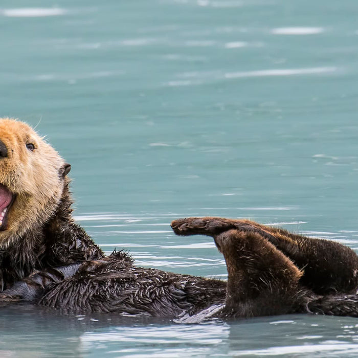 Masturberen Dieren Ook?